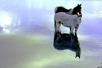 Western Horse Scenes